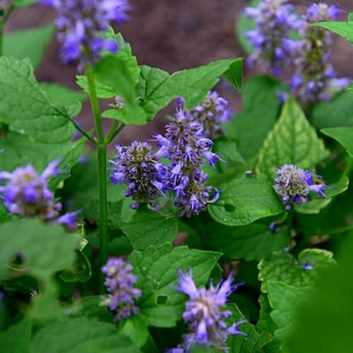 Semi di ortica profumata - balcone verdi resistenti per giardini rocciosi prodotti sostenibili rialzata esotica coltivazione di giardino 550pcs