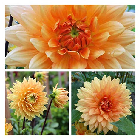 Dinnerplate Dahlia Noordwijks Glorie Tubers, Bronze Orange Summer Flowers Grade 1 (Top Size) (3) Easy to Grow