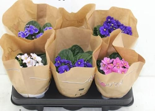 3 x African Violet Saintpaulia Flowering Random Colors Indoor Plants Mix Colours in 12cm pots