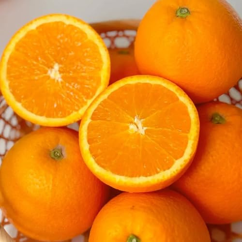 semi resistenti di arancio, acquistare da Citrus sinensis, serre da balcone colonnare nani resistenti vecchie varietà giardino di esotiche 50pcs