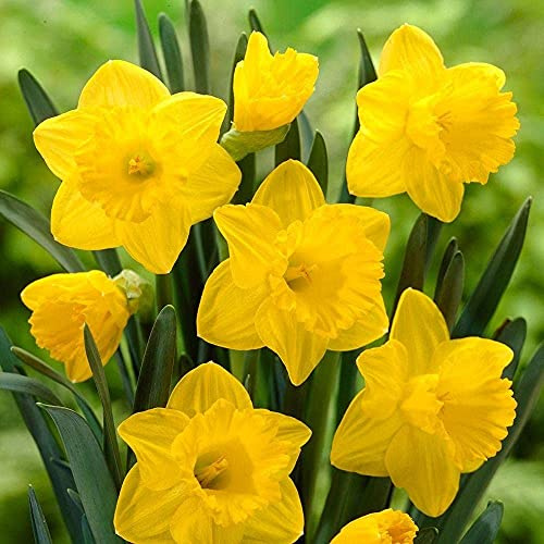 50 Yellow Daffodil Bulbs – Large Giant Narcissus for Vibrant Spring Gardens, Borders, Pots, and Cut Flower Bouquets - Gorgeous Yellow Color - Cheerful and Friendly Flowers