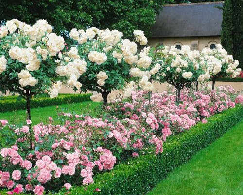 Rosa 'Happy Wanderer' - Kletterrose, rosa Blüten, Blütezeit Juni-September, ideal für Spaliere, duftend, pflegeleicht und winterhart