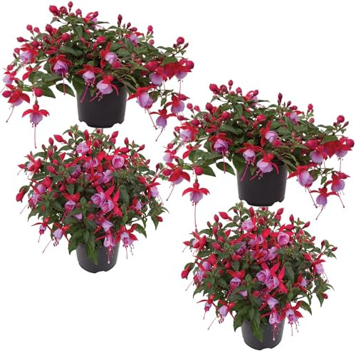 Fushia Planta de Jardín con Flores Pack de 4 Plantas Colgantes Impresionante y Naturales