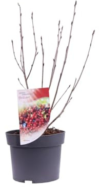 Vivaio Garden Forest Aronia arbutifolia Brilliant Arbusto | Caducifoglio da bacca, Fiori bianchi, Bacche rosso porpora commestibili