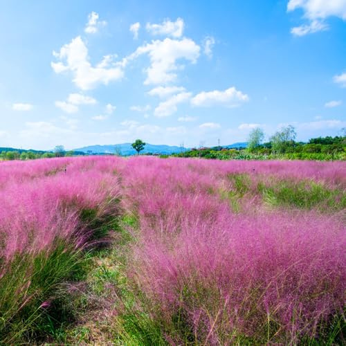 muhlenbergia capillaris - immergrüne sträucher winterhart winterharte ziergräser für kübel ziergras winterhart balkonpflanze minigarten sichtschutz winterfeste 700zwiebeln