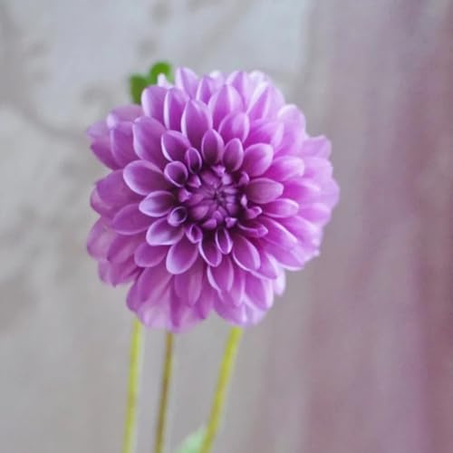 tuberi di dalia d'appartamento esotiche raro giardino sul balcone giardino decorazioni per esterni arredamento del soggiorno all'aperto balcone interno 3pcs