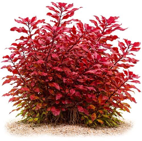 USCAPE Ludwigia palustris Super Red Mini - Kleine Tiefrote Ludwigie in vitro XL - 8,5cm Bechergröße - in vitro Wasserpflanzen für Aquarien