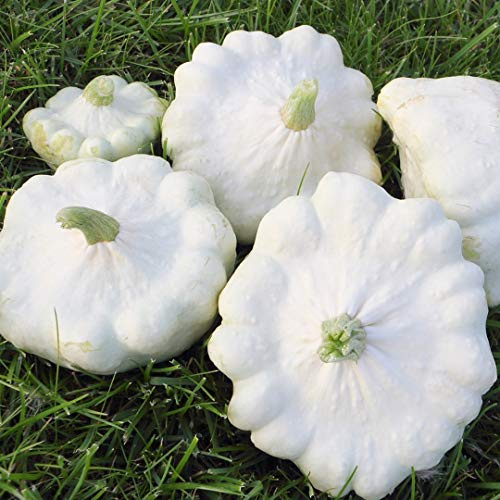 Kürbis Custard White Samen