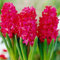 Hyazinthen zwiebeln,winterharte,hyazinthen zwiebeln winterhart,traubenhyazinthen zwiebeln winterhart,hyazinthen duft,hyazinthen rhizome,hyazinthenblüten,traubenhyazinthen rosa.-2zwiebeln-J