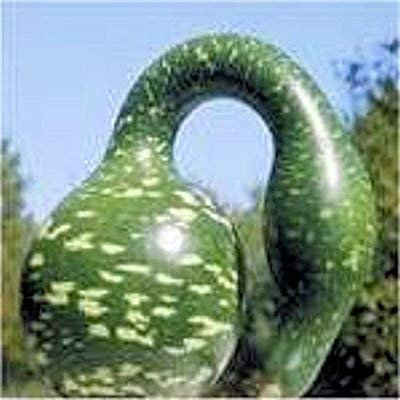 Graines De Courge Biologique Pour Nichoir À Oiseaux Lagenaria Siceraria Paquet De 100 Graines