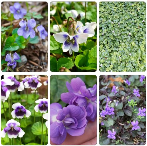 violetas fragantes - Viola odorata - decoración decoración de balcones decoraciones de jardín para exteriores sala estar primavera cortadas semillas 35pcs
