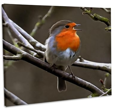 3dRose European Robin Red and Grey Painting Museum Grade Canvas Wrap 20x16