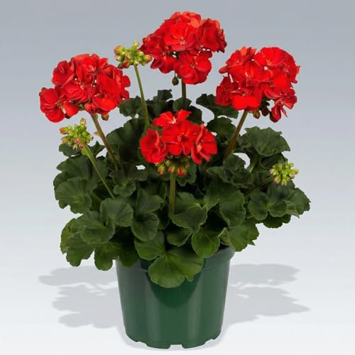 Geranio Zonale Rosso Pianta in Vaso | Gerani Rossi per Balcone e Giardino | Pianta Fiorita Ornamentale Resistente | Fioritura Abbondante Primaverile Estiva