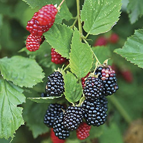 YouGarden Thornless BlackBerry Plant in 2L Pot, Ready to Plant BlackBerry for Patio Pots and Containers, Grow Your Own Blackberries