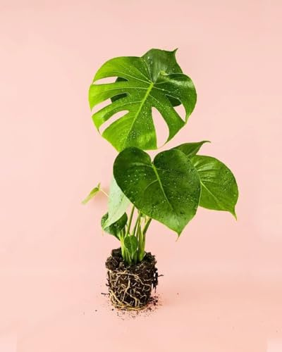 PUR PLANT Monstera Deliciosa | Planta Costilla de Adán | Planta Natural de Interior Exótica y Con Estilo | Maceta aprox Ø12 cm