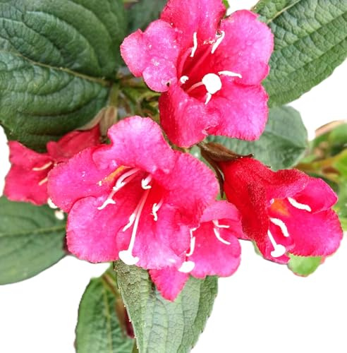 Weigela Wegelie Bristol Ruby, arbusto ornamentale rosso rubino fiorito, 60-80 cm, resistente all'inverno