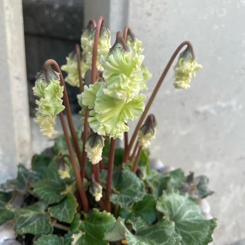 alpenveilchen bio blumenbeet cyclamen für sonnige plätze blumenwiese bodendecker winterhart mehrjährig gartendeko für draußen 300samen