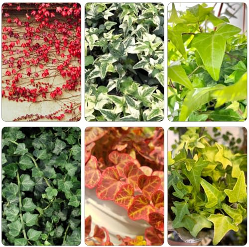 edera - semi di ciondoli, resistenti ufficio giardino balcone 400pcs