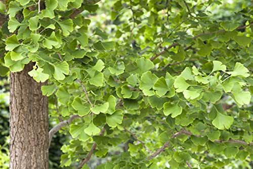 Fächerblattbaum Ginkgo biloba 60-80 cm Solitärbaum winterhart | Robuste Zierpflanze, dekoratives Fächerlaub, sonnig bis halbschattig, ideal als Solitär, langlebig, einfache Pflege