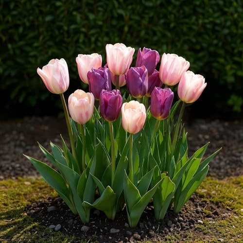 Bulbes à fleurs - Tulipe 'Macron mix' - Couleurs variées - 12 pièces - Taille du bulbe 11/12-20-50cm - Ø5cm - Plante de jardin - Multideal