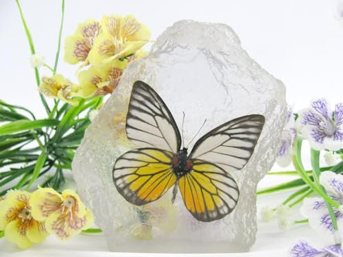In Kunstharz gegossene Schmetterlinge, Insekten, Skorpione und mehr. Briefbeschwerer, Icemountain, nicht scharfkantig (Schmetterling 29)
