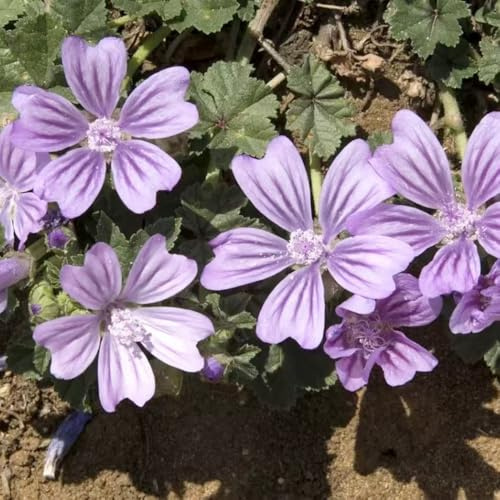 semi di malva selvatica - per giardino balcone d'appartamento rialzate tappezzanti 150pcs