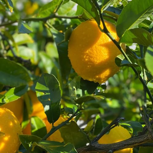 semillas de limonero - interior jardín exóticas resistentes orgánicas balcón invernadero 200pcs