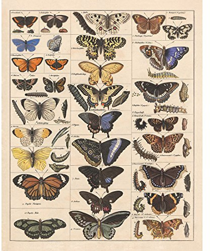 Meishe Art Poster Plakate Drucken Plakatdruck Schmetterlinge Jahrgang Insekten Arten Identifizierung Bezug Abbildung Illustrationen Klassenzimmer Club Wand Dekor(40cmx50cm)