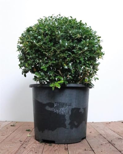 Japanische Stechpalme Ilex crenata Green Lustre 30-40 cm immergrün | Formhecke, Buchsbaum-Alternative, schnittvertraeglich, dichter Wuchs, sonnig bis halbschattig, robust