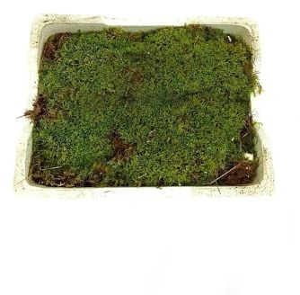 Garden Center Shop | Musgo Platmos Natural | Caja con 4 Láminas de 25x40 cm | Ideal para Belenes y Terrarios