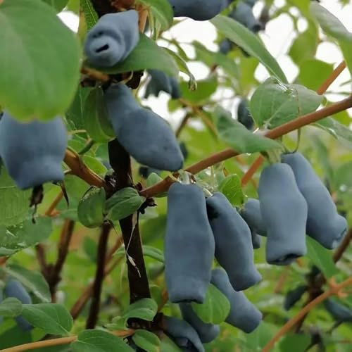 Mirtillo siberiano, mirtillo americano - cespugli di bacche frutteto spalliera interno per zone soleggiate biologici 300semi