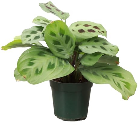 Thorsen's Greenhouse Green Prayer Plant, Live Indoor Plant, Pet Friendly, Uncommon Houseplant, Green Maranta, Easy to Grow, 4 Diameter Pot (Nursery Pot)