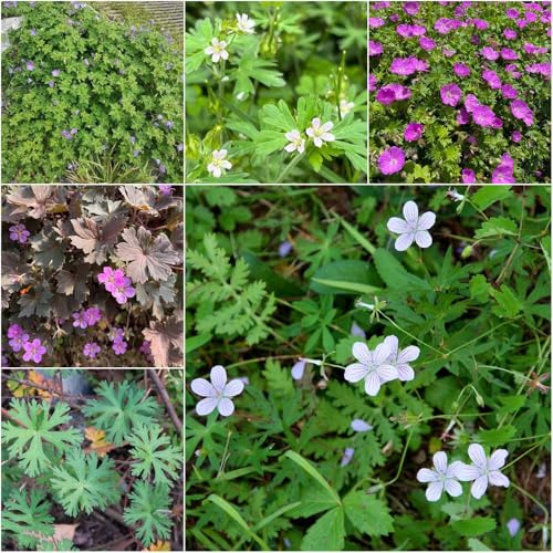 Storchenschnabel blumensamen pflanzensamen bonsai wildblumen gartenpflanzen stauden bodendecker garden balkon deko exotische aussaat schattenpflanzen, 700samen