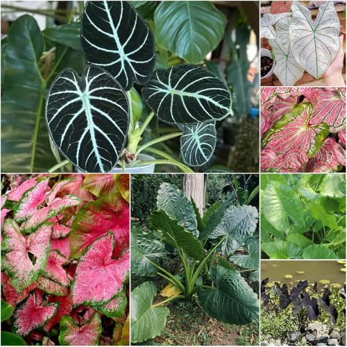 alocasia - stauden balkon deko gartenblumen topf bonsai alocasia kübelpflanzen garten pflanztöpfe exotische dekopflanzen topfpflanzen - Seltene - 400samen