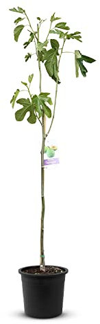 Figuier - Ficus Carica 150 cm, figue verte douce