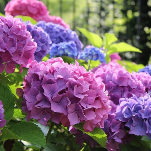 Hydrangea macrophylla 'Bouquet Rose' in a 9cm Pot - Ready to Plant - Add Colour to Your Garden (3 Plants)