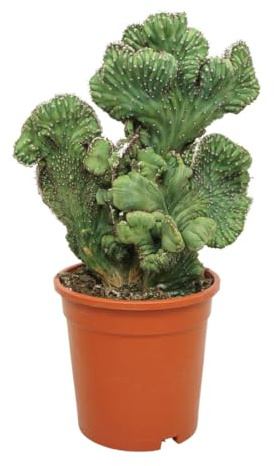 Heidelbeerkaktus Kammform Myrtillocactus geometrizans cristata 17cm Topf