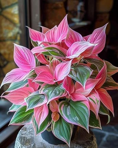 Brillante Hosta Bulbi, piante erbacee perenni, Hosta Bulbi grande, Ambiente paesaggistico, Hosta in vaso, profumate, pianta Hosta(Non artificiali)-4 Bulbi-H