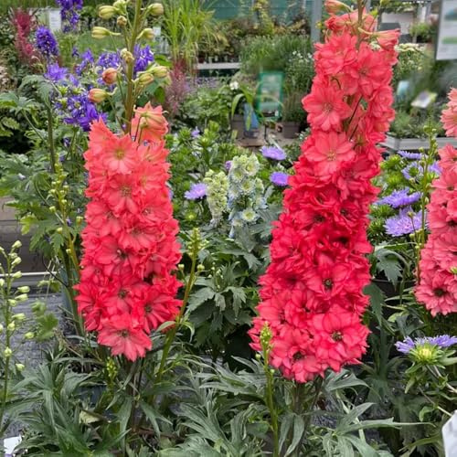 Semi di Delphinium-semi di a crescita rapida giardino to-facile da piantare da giardino 100pcs