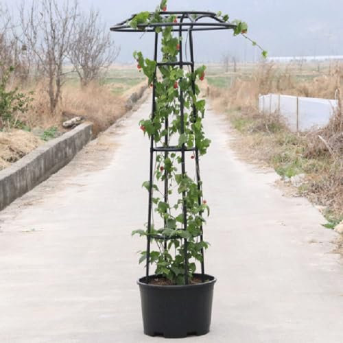 Garten Obelisken Rankhilfe Für Gurken Erbsenrahmen Gartenpflanze Stützstangen Käfig Schwarz Rankturm Rankobelisk Outdoor Rankbogen Für Kletterpflanzen(185cm)
