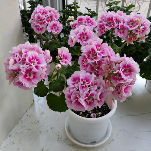 semillas de geranio perenne - resistentes exótica decorativas para balcones 250pcs