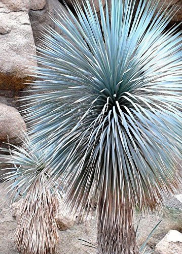 Yuca con pico, yuca rostrata Big Bend Agave Aloe giardino di semi ad Albero - 15 semi