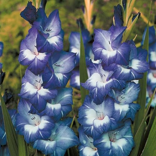 Gladiolus Bulbs. Strong Plants That Grow Well Mix Golden Jade Carving Feels Beautiful-15 Bulbs-D