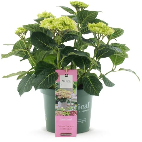 Hortensia Magical Jewel Pink – Hydrangea macrophylla – Rosa – Planta de balcón – 23 cm – 55 cm de altura – 6 – 10 flores – floración abundante y acento de color