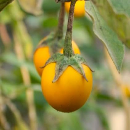 TomorrowSeeds - Golden Eggs Eggplant Seeds - 200+ Count & 1000+ Black Beauty Eggplant - for 2026 Planting Yellow Ornamental Small Baby Round Egg Aubergine Eggplants Melongene Melanzana Pot Cutting