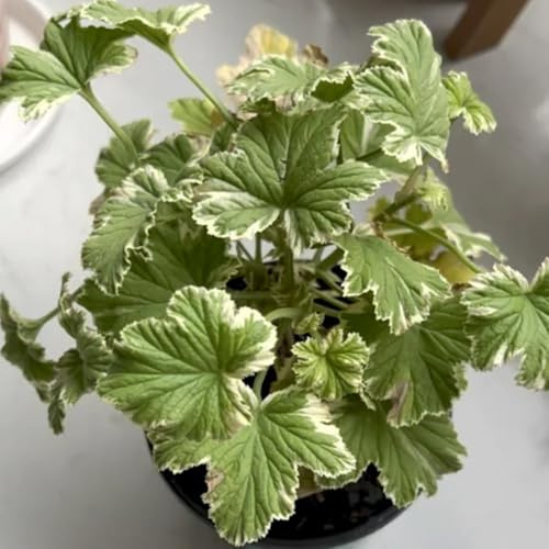 gerani profumati, da appartamento semi di da cucina per balconi geranio limone decorazioni giardino per esterni tappezzante e resistente 60semi