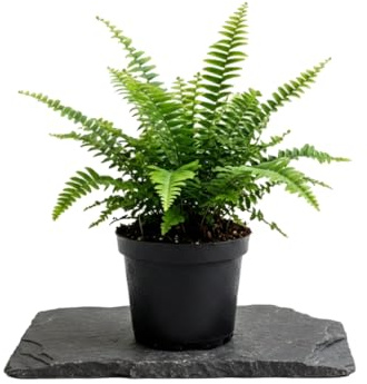 DECOALIVE Nephrolepis Exaltata en Formato Natural Helecho Espada para Oficina, Maceta 14 cm de Diámetro y Altura 35 cm