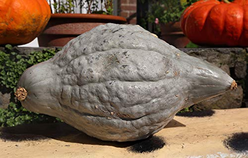 AGROBITS 30 Squash New England Tasse Cucurbita Pe Vegable See