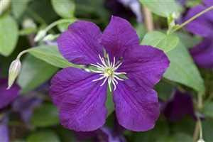 Waldrebe Clematis viticella Etoile Violette 60-100 cm winterhart | Violette Blueten, ideal fuer Pergola und Rankhilfe, sonnig bis halbschattig, robuste Sommerbluete, blickdichter Sichtschutz