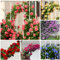 200+ Kletterrosen Samen, Mischfarbe Kletterpflanzen Winterhart Mehrjährig, Eustoma Dornenlose Kletterrosen Für Garten Deko, Balkon & Vertikale Begrünung